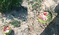 Yaban domuzları karpuz tarlalarını talan etti