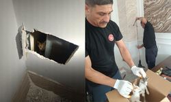 Mardin’de kedi operasyonu!