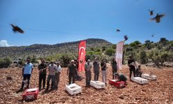 Mardin'de 300 keklik doğaya salındı