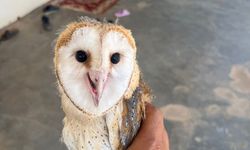 Diyarbakır'da kavurucu sıcaklar canlıların dengesini bozdu!
