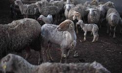 ŞAP HASTALIĞI NEDİR?