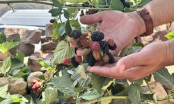 Siirt, fıstıktan sonra böğürtlen kenti olacak