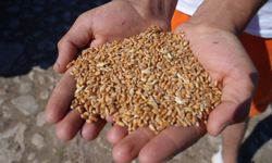 Sertifikalı tohum desteğinde başvurular sona eriyor