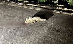Tunceli’de aracın çarptığı yavru ayı telef oldu