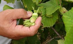 Türkiye'nin fındık rekoltesinde ciddi düşüş