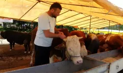 Ülke genelinde kapatıldı: Hayvan pazarlarında kırmızı alarm!