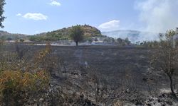 Diyarbakır kırsalında yangın: Bağ ve bahçeler kül oldu