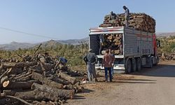 Şırnak’ta ağaç kıyımına karşı 8 bin imza toplandı