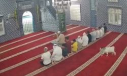 Mardin’de bir oğlak cami cemaatinin arasına daldı