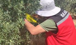 Çiftçilere ‘zeytin sineği’ uyarısı