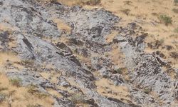 Cilo Dağı'nda dağ keçileri görüntülendi