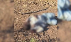 Diyarbakır Lice’de bulunan cesetle ilgili yeni gelişme