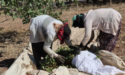 Diyarbakır'da mevsimlik işçilerin 45 derecede zorlu mesaisi