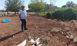 Diyarbakır’da sokak hayvanları için ilginç girişim