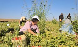 Eşbaşkanı Sincar, tarlada domates topladı