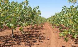 TİGEM arazisinde suçüstü yakalandılar: 13 gözaltı
