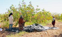 Fıstık hasadı başladı, verim düştü
