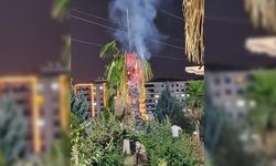 Mardin’de palmiye ağacını yaktılar