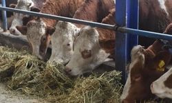 Ardahan'da şap alarmı; onlarca hayvan hastalıktan öldü