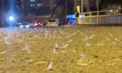 Sineklerin ‘ölüm dansı’ başladı