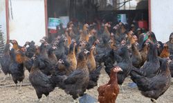 Tavuk üretişine müjde: Yüzde 50’si hibeli destek