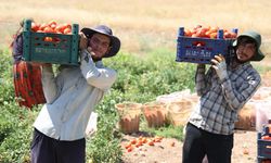 Üretici isyanda: Domates tarlada 8 TL, dışarıda 25 TL