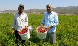 Sofralık kırmızı biber hasadı başladı