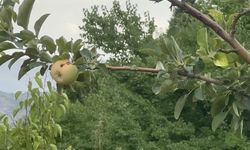 Yüzyılın donu meyve hasadını vurdu, fiyatlar uçtu