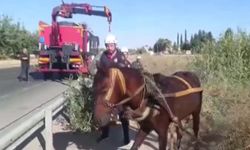 Şanlıurfa'da tahliye kanalına düşen at kurtarıldı