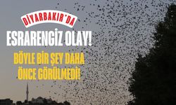 Diyabakır'da esrarengiz olay! Böyle bir şey hiç görülmedi