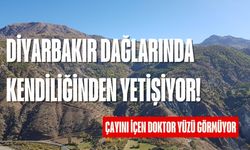 Diyarbakır dağlarında yetişiyor! Bu otu kaynatıp içen doktor yüzü görmüyor