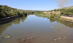 Diyarbakır Dicle Nehri'nde toplu balık ölümü