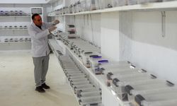Diyarbakır Lice’de üretilen ‘antik şifa’ dünyaya yayılacak