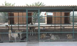 Diyarbakır’da 50 uyuz köpek tedavi altında