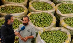 Diyarbakır’da zeytin piyasası hareketlendi; Gözler Derik zeytininde