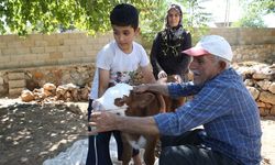 Hastalanan buzağıya bebek gibi baktılar