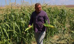 Tarımda ÜFE yıllık yüzde 41,55 arttı
