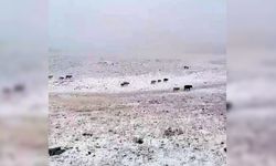 Türkiye’de ilk kar yağdı; o kent beyaza büründü