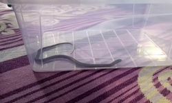 Diyarbakır’da 4’üncü kattaki bir eve yılan girdi, büyük panik yaşandı
