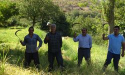 Diyarbakır’ın komşusunda orakla pirinç hasadı başladı