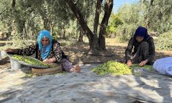 Coğrafi işaretli Derik zeytini hasadı buruk başladı