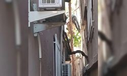 Dal kırılınca ağaçta asılı kaldı, itfaiye ekipleri kurtardı