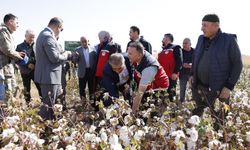 Diyarbakır Bismil'de "beyaz altın" hasadı