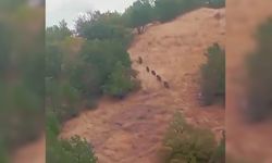 Diyarbakır’da aç kalan domuz sürüsü yerleşim yerine indi