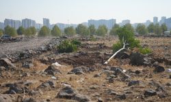 Diyarbakır’da ağaç katliamı!