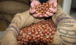 Fındık fiyatlarında sert dalgalanma!