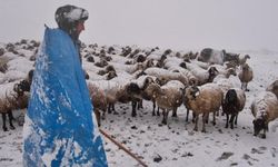 Göçerler hayvanlarıyla, yaylada kara yakalandı