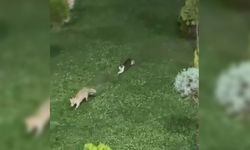 Hakkari’de kedi ile tilkinin oyun keyfi