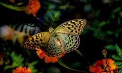 Kelebeklerin çiçeklerle buluşmasında görsel şölen