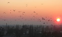 Tarihi göç rotaları yok oldu! Bilim insanları 'büyük felaket' uyarısı verdi